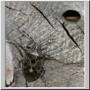 Rhaphigaster nebulosa - Graue Feldwanze 06.jpg